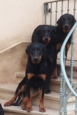 domainedelalicorne.fr Elevage de beauceron chiot beauceron pure race élevage du clos de la licorne elevage des gardiens de la licorne elevage beauceron noir et feu authentique gros gabarits élevage de Beauceron familial sérieux et qualité domainedelalicorne.fr suivi des chiots conseil d’éducation chiot propre bas rouge santé caractère spécialiste du beauceron noir et feu ou arlequin chien rustique berger de France  nos chiots sont élevés avec amour et attention notre passion au service de la qualité Beauceron de qualité et sportif domaine de la licorne 04380 BARRAS élevage en liberté éleveur berger de beauce élevage de beauceron de travail 